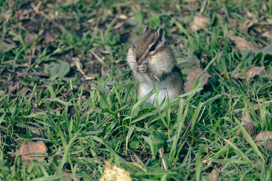 Cute Siberian chipmunk eating seeds in green grass
