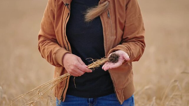 Midsection shot of a woman handling mature uprooted wheat in her hands as wind moves the stalks, revealing the roots and soil with a ripe field softly blurred in the background