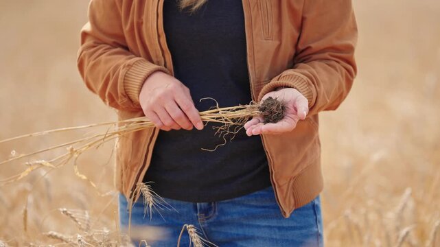 Midsection shot of a woman holding mature wheat upside down and opening her hand to reveal the soil-covered root ball, with a ripe wheat field softly blurred behind her