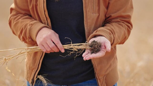 Slow motion midsection shot of a woman holding mature wheat upside down and opening her hand to reveal the soil-covered root ball, with a ripe wheat field softly blurred behind her
