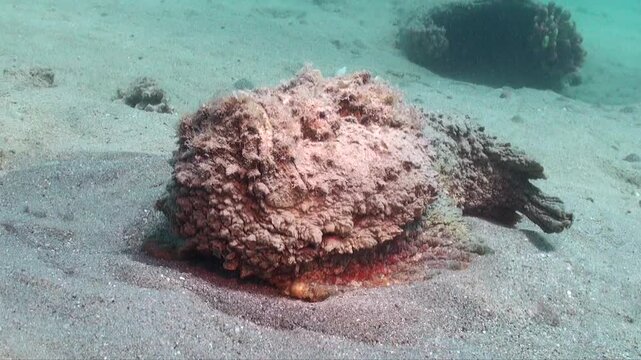 A red sea stonefish lying on sandy ocean floor