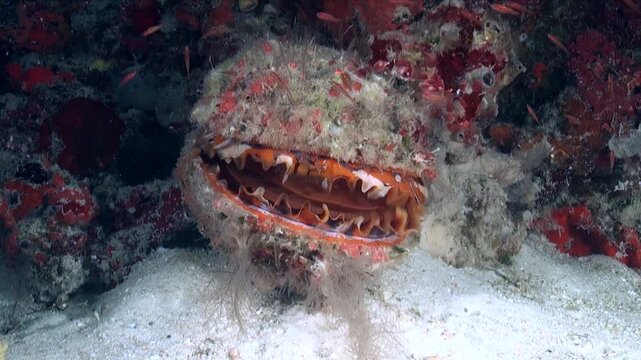 A big orange thorny oyster on a wall at a coral reef