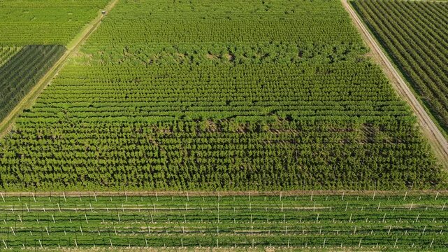 Aerial view of rows of lush green orchards in the countryside in Faenza, Emilia-Romagna, Italy.