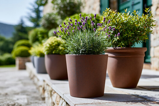 Creative concept: rustic weather-resistant garden planters filled with lavender and ornamental shrubs beside a stone pathway, elegant landscape composition, warm morning sunlight
