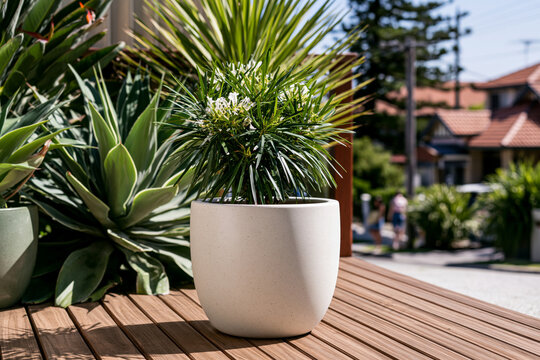 of heavy-duty outdoor planters made from textured composite material on a wooden deck, tropical plants creating a premium residential garden setting, bright daylight