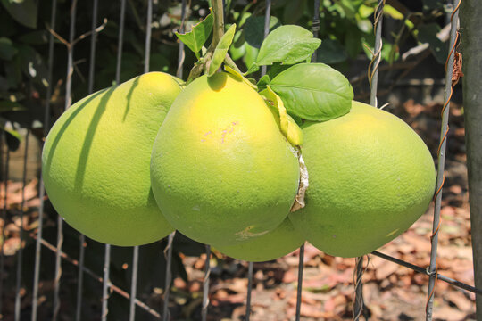 Fresh Green Pomelo Fruits Hanging On Tree In Agricultural Garden Close Up