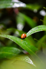 Extreme close up macro shot of red ladybug on wet green leaf with soft blurred background © Syah Roger