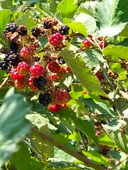 red berries on a bush,Blackberry, harvest, berry, blackberry bush, green bush with berries, summer, healthy eating, tea, fruits, food, juice, © Malika