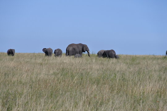 Eine Herde Elefanten im hohen Gras in der Serengeti	