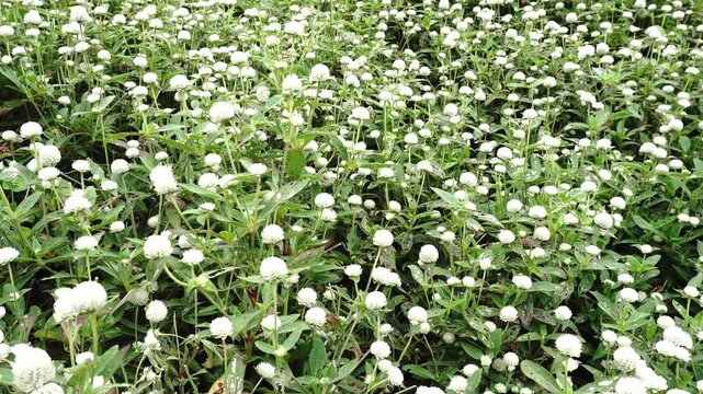 A dense field of white globe amaranth flowers under natural daylight