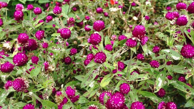 A dense field of vibrant magenta Globe Amaranth flowers (Gomphrena globosa) with green foliage, some leaves showing insect damage