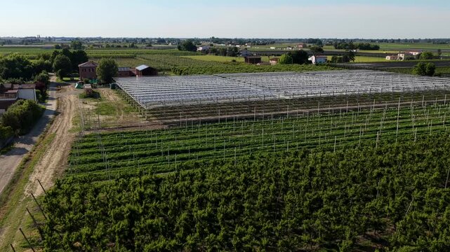 Aerial view of a lush vineyard and large greenhouse structure surrounded by agricultural fields in Faenza, Emilia-Romagna, Italy.