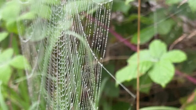 Web of spider close up in morning light with leaves behind nature and insect shout UK 4K