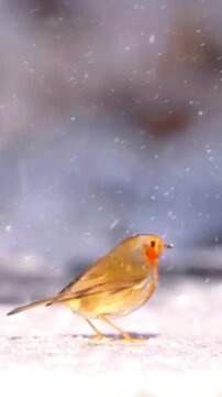 European robin bird standing on snow-covered ground during winter with natural light