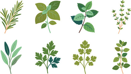 Fototapeta premium Flat vector illustration set of fresh culinary herbs spices leaves cooking seasoning ingredients icons