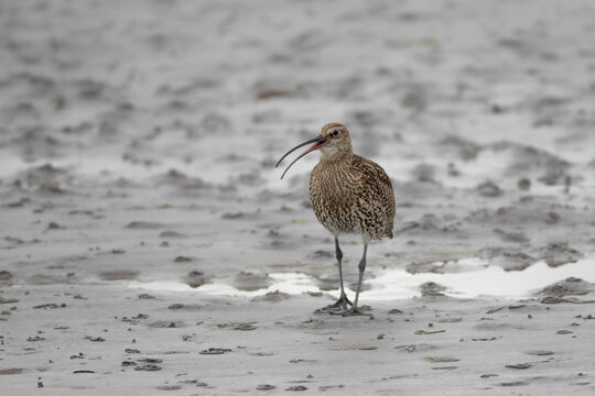 Eurasian Curlew Standing on Wet Sand Coastal Shoreline M&oslash;re og Romsdal