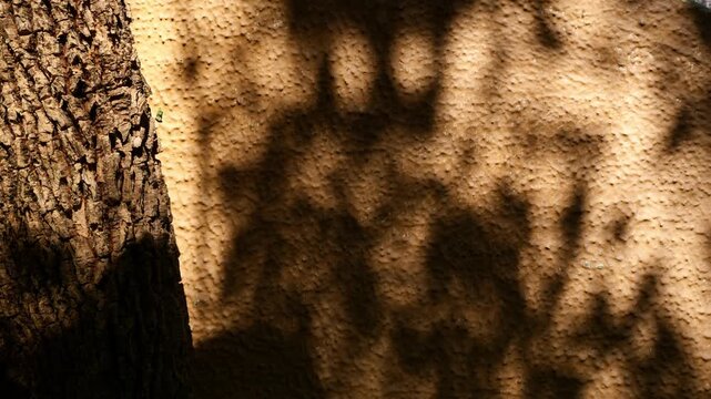 Dappled tree shadow pattern on textured cream stucco wall beside rough tree bark trunk, abstract natural light and shade background texture