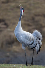Obraz premium Singing Crane Standing on Meadow Hornborgasjön Nature Reserve