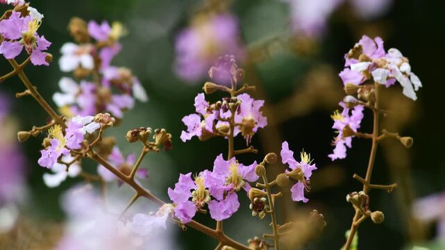 Delicate pink and white crepe myrtle flowers blooming on branch with dark bokeh background, close-up botanical detail of tropical garden blossoms