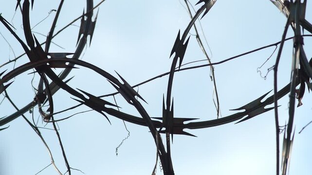 Sharp rusty razor wire coils spiraling against clear blue sky, dangerous security barrier fence detail with dramatic backlight