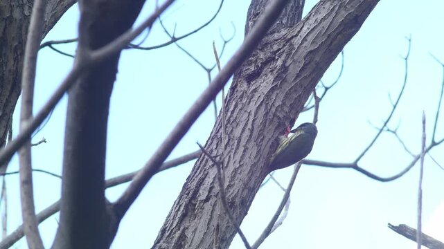 Coppersmith barbet bird perched at nest hole on dead tree trunk among tangled bare branches