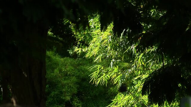 moody forest with light illuminating grass and foliage beneath tall pine trees, dramatic sunlit patch in shadowy woodland
