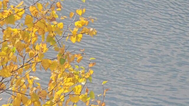Autumn leaves glow gold against calm water. Branches sway gently, catching breeze and light. Sun highlights crisp, falling foliage. Scene evokes quiet, peaceful end of season