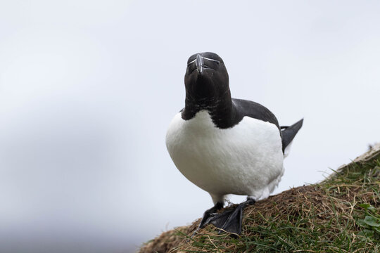 Close up Headshot of Razorbill Against Overcast Sky Horn&oslash;ya Seabird Colony