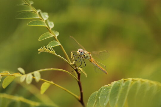 una libellula su una pianta in estate