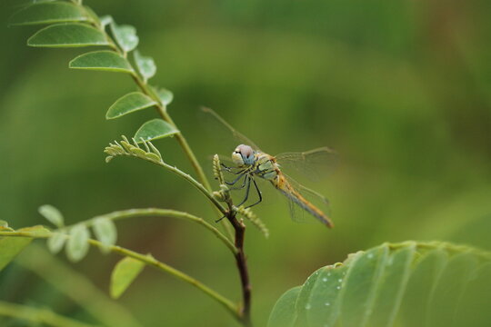 una libellula su una pianta in estate