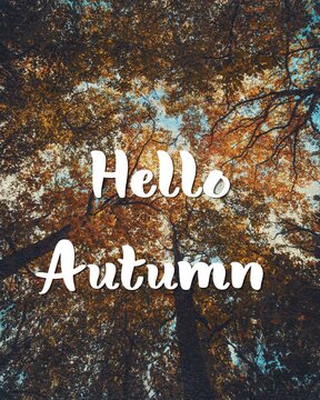  Hello Autumn text on beautiful fall forest background with golden foliage