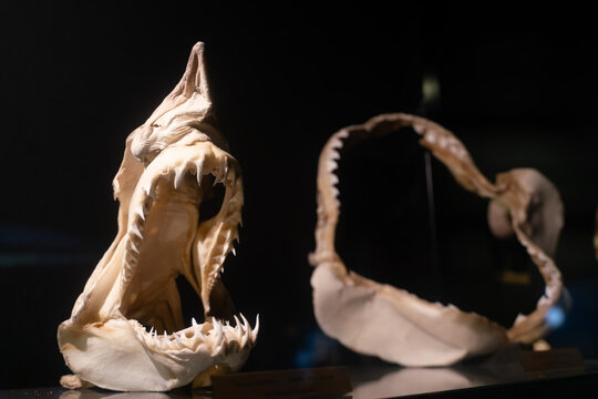 Close-Up of Shark Jaw Bone with Sharp Teeth on Dark Background