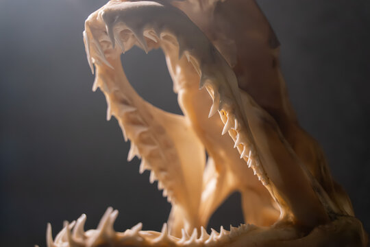 Close-Up of Shark Jaw Bone with Sharp Teeth on Dark Background