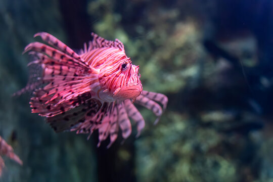 Red Lionfish with Striped Fins Swimming Underwater Near Coral Reef