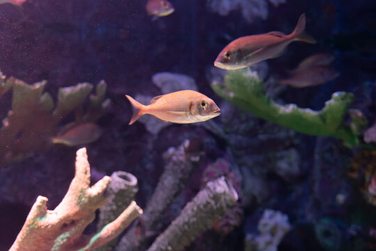 Fish Swimming Near Coral Reef in Dark Blue Aquarium Water