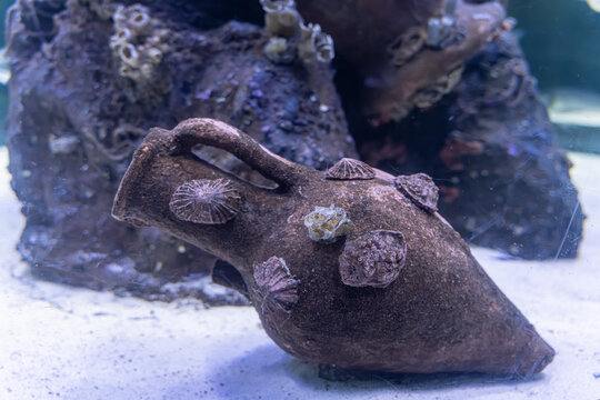 Ancient Sunken Amphora Covered in Barnacles Underwater at Ocean Floor