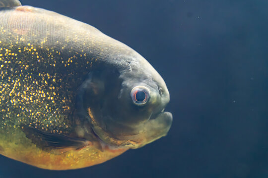 Close-Up of Red-Bellied Pacu Fish Swimming in Dark