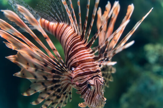 Red Lionfish with Striped Fins Swimming Underwater Near Coral Reef