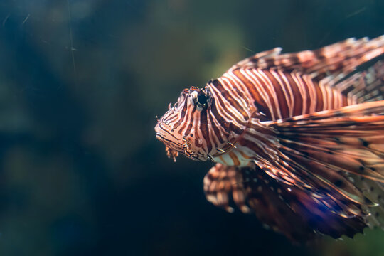 Red Lionfish with Striped Fins Swimming Underwater Near Coral Reef