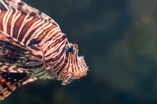 Red Lionfish with Striped Fins Swimming Underwater Near Coral Reef