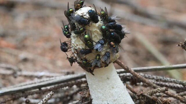 fly eats mucilage on the mushroom cap, stinkhorn, Phallus impudicus, insect on stinkhorn, fly,  stinkhorn, mushroom, insect, Valle Intelvi, San Fedele, Italy,