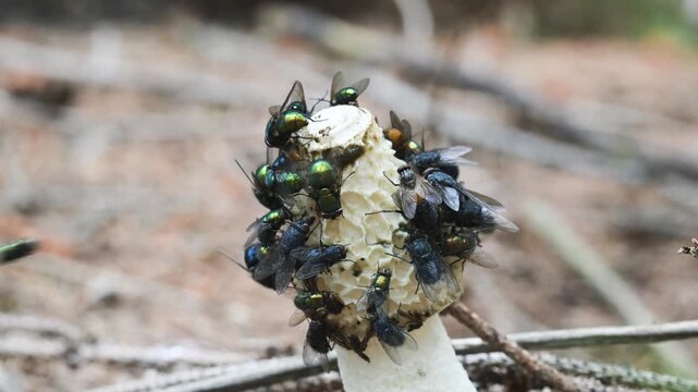 fly eats mucilage on the mushroom cap, stinkhorn, Phallus impudicus, insect on stinkhorn, fly,  stinkhorn, mushroom, insect, Valle Intelvi, San Fedele, Italy,