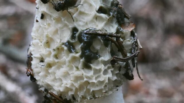 fly eats mucilage on the mushroom cap, stinkhorn, Phallus impudicus, insect on stinkhorn, fly,  stinkhorn, mushroom, insect, Valle Intelvi, San Fedele, Italy,