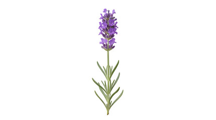 Obraz premium Single stem of fresh fragrant purple lavender flower with purple bloom aromatic herb floral stem blooming plant lavender field herbal plant spring flower summer bloom medicinal herb lavender