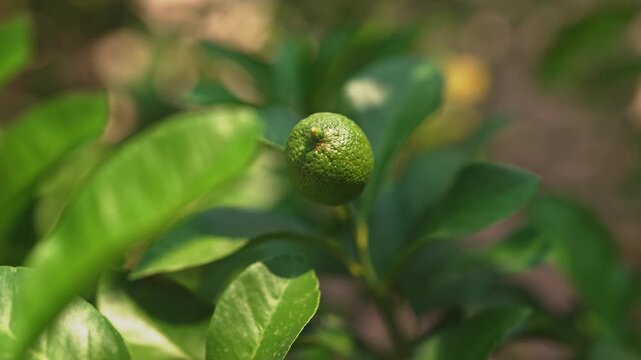 Young lime growing on citrus tree.