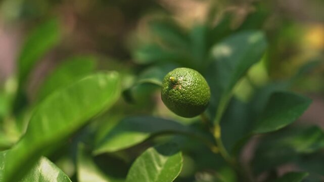 Young lime growing on citrus tree.