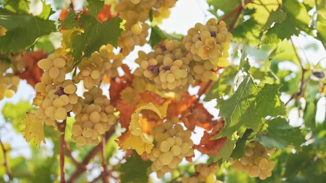 Ripe grapes hanging on vineyard vine.