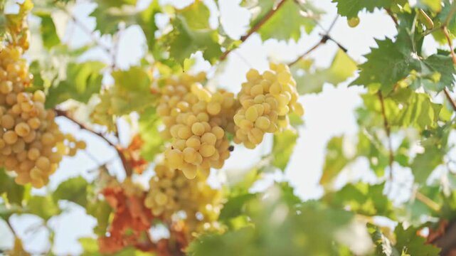 Ripe grapes hanging on vineyard vine.