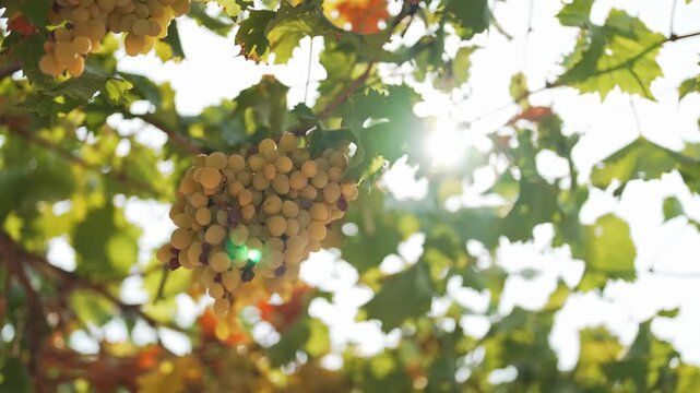 Ripe grapes hanging on vineyard vine.