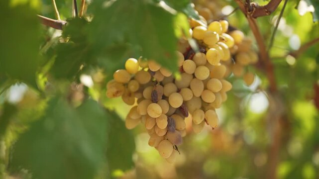 Ripe grapes hanging on vineyard vine.